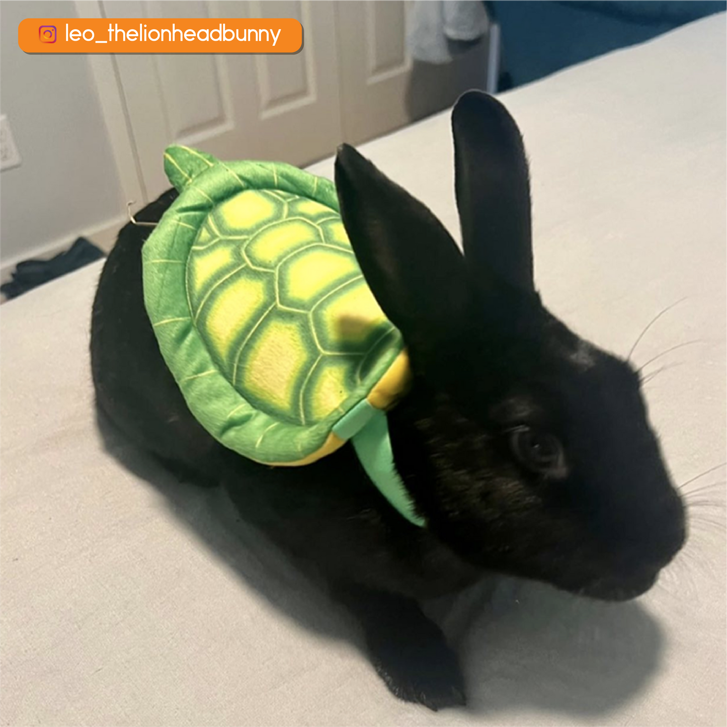 Bun-Turtle Costume