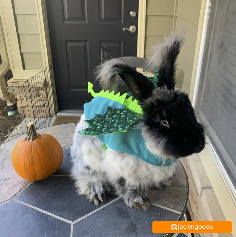 Bun-Dragon Costume