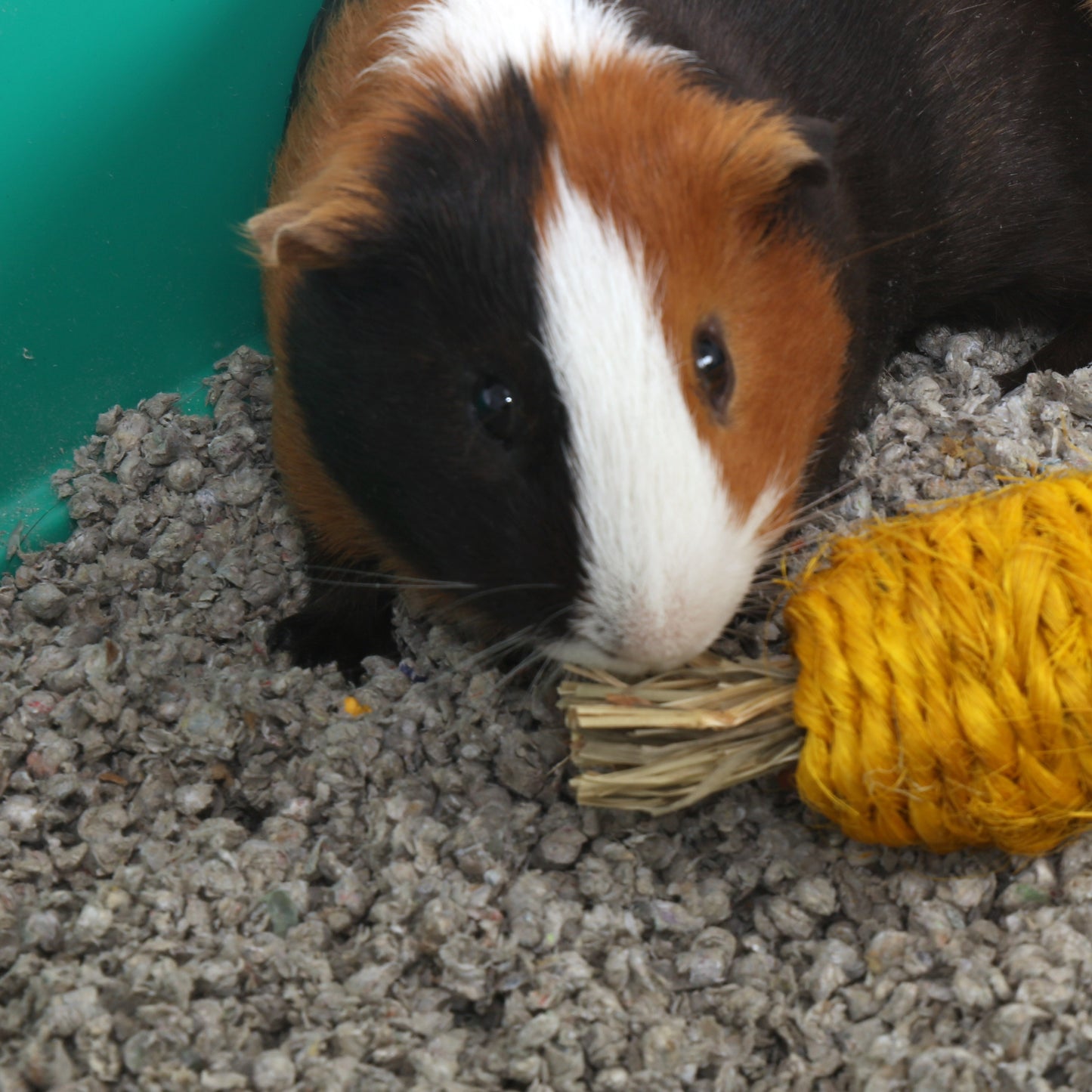 Harvest Pepper Chew